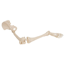 Load image into Gallery viewer, Model de schelet de picior uman cu os de şold - 3B Smart Anatomy