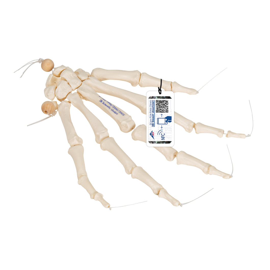 Model de schelet de mână umană, lejer pe sfoară de nailon - 3B Smart Anatomy