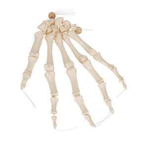 Model de schelet de mână umană, lejer pe sfoară de nailon - 3B Smart Anatomy