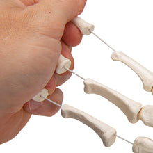 Load image into Gallery viewer, Model de schelet de mână umană, lejer pe sfoară de nailon - 3B Smart Anatomy