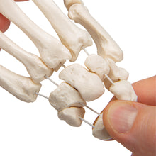 Load image into Gallery viewer, Model de schelet de mână umană, lejer pe sfoară de nailon - 3B Smart Anatomy