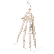 Load image into Gallery viewer, Model de schelet de mână umană, lejer pe sfoară de nailon - 3B Smart Anatomy