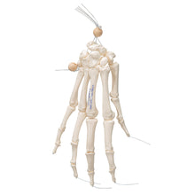 Load image into Gallery viewer, Model de schelet de mână umană, lejer pe sfoară de nailon - 3B Smart Anatomy