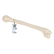 Load image into Gallery viewer, Model humerus uman - 3B Smart Anatomy