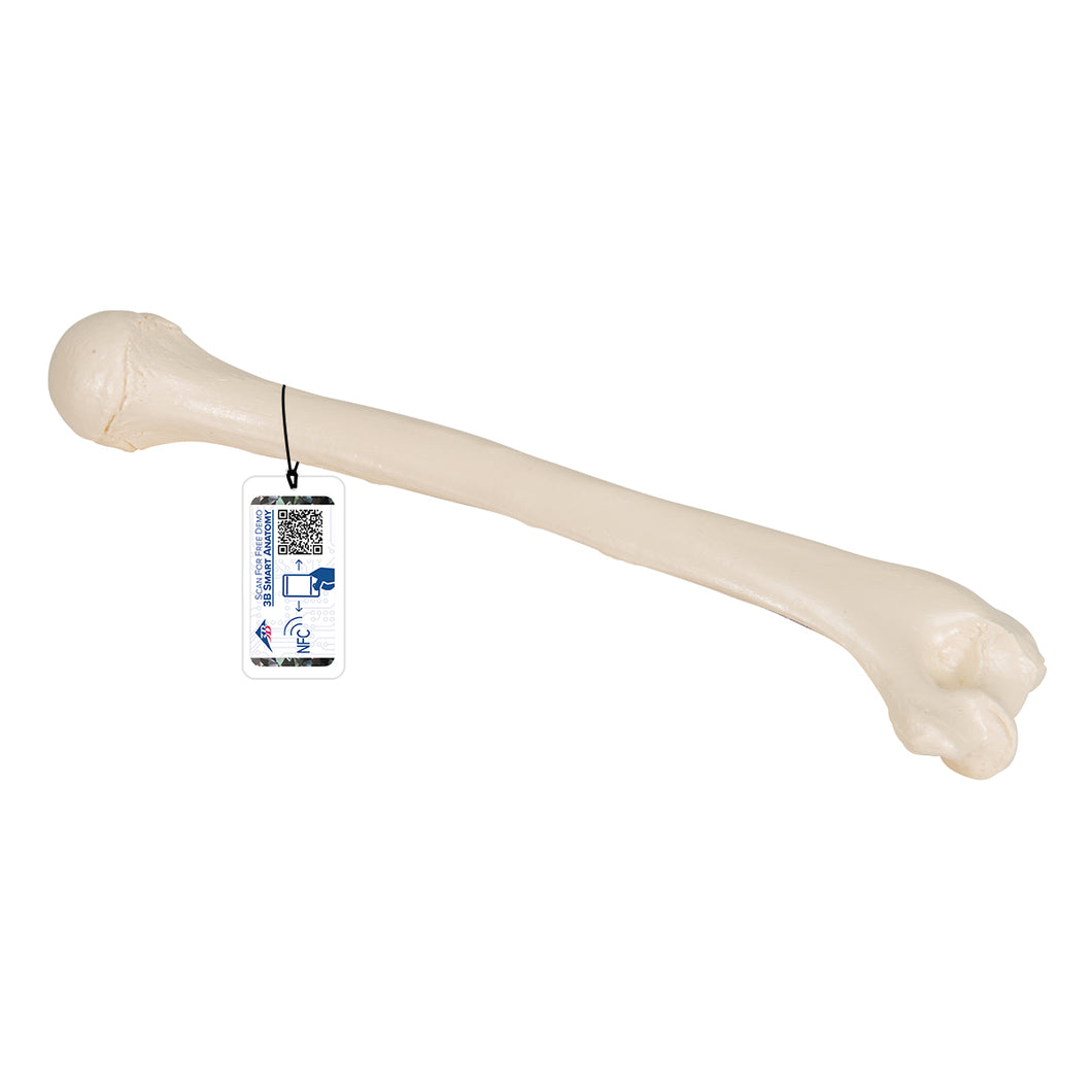 Model humerus uman - 3B Smart Anatomy