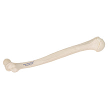 Load image into Gallery viewer, Model humerus uman - 3B Smart Anatomy