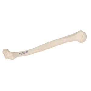 Model humerus uman - 3B Smart Anatomy