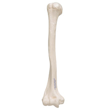 Load image into Gallery viewer, Model humerus uman - 3B Smart Anatomy