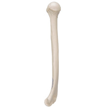 Load image into Gallery viewer, Model humerus uman - 3B Smart Anatomy