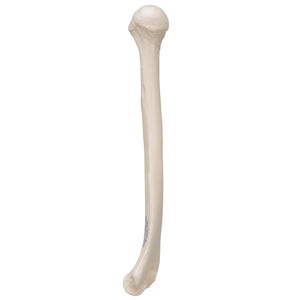 Model humerus uman - 3B Smart Anatomy