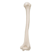 Load image into Gallery viewer, Model humerus uman - 3B Smart Anatomy