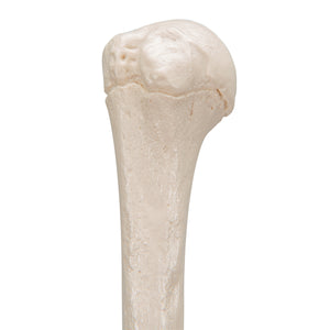 Model humerus uman - 3B Smart Anatomy