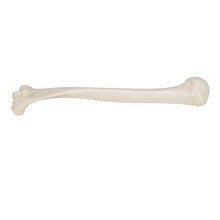 Load image into Gallery viewer, Model humerus uman - 3B Smart Anatomy