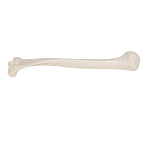 Model humerus uman - 3B Smart Anatomy