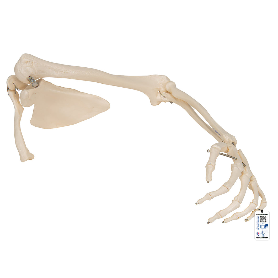 Model de schelet de braţ uman cu omoplat şi claviculă - 3B Smart Anatomy