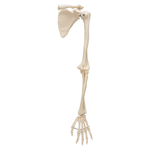 Model de schelet de braţ uman cu omoplat şi claviculă - 3B Smart Anatomy