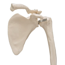 Load image into Gallery viewer, Model de schelet de braţ uman cu omoplat şi claviculă - 3B Smart Anatomy