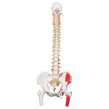 Load image into Gallery viewer, Model clasic de coloană vertebrală umană flexibilă cu capete de femur și mușchi pictaţi - 3B Smart Anatomy