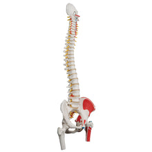 Load image into Gallery viewer, Model clasic de coloană vertebrală umană flexibilă cu capete de femur și mușchi pictaţi - 3B Smart Anatomy