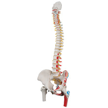 Load image into Gallery viewer, Model clasic de coloană vertebrală umană flexibilă cu capete de femur și mușchi pictaţi - 3B Smart Anatomy