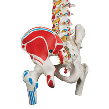 Load image into Gallery viewer, Model clasic de coloană vertebrală umană flexibilă cu capete de femur și mușchi pictaţi - 3B Smart Anatomy