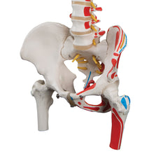 Load image into Gallery viewer, Model clasic de coloană vertebrală umană flexibilă cu capete de femur și mușchi pictaţi - 3B Smart Anatomy