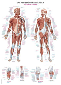 Diagrama - Muşchii umani, 50x70cm