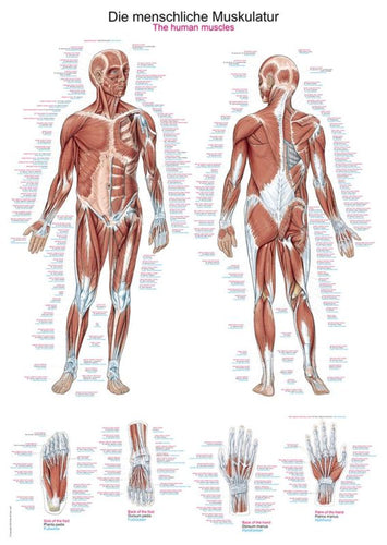 Diagrama - Muşchii umani, 70x100cm