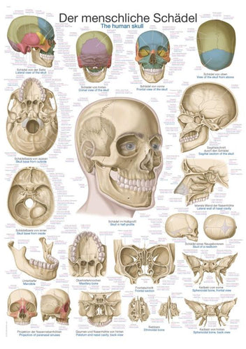 Diagrama - Craniul uman, 70x100cm