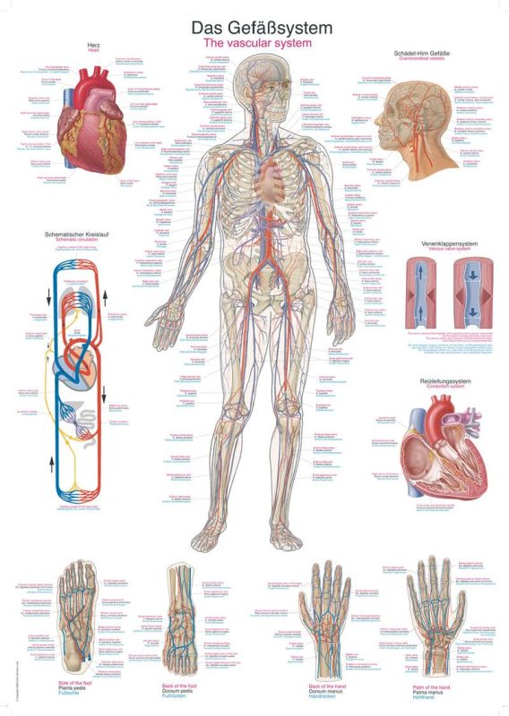 Sistemul vascular, 50x70cm