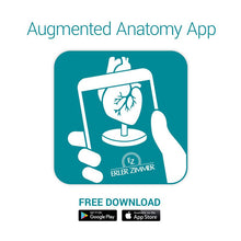 Load image into Gallery viewer, Model de cap, 4 părţi - EZ Augmented Anatomy