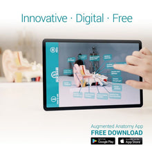 Load image into Gallery viewer, Model de ureche, de 1,5 ori dimensiunea naturală - EZ Augmented Anatomy