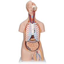 Load image into Gallery viewer, Model clasic de tors uman unisex, 16 părţi- 3B Smart Anatomy