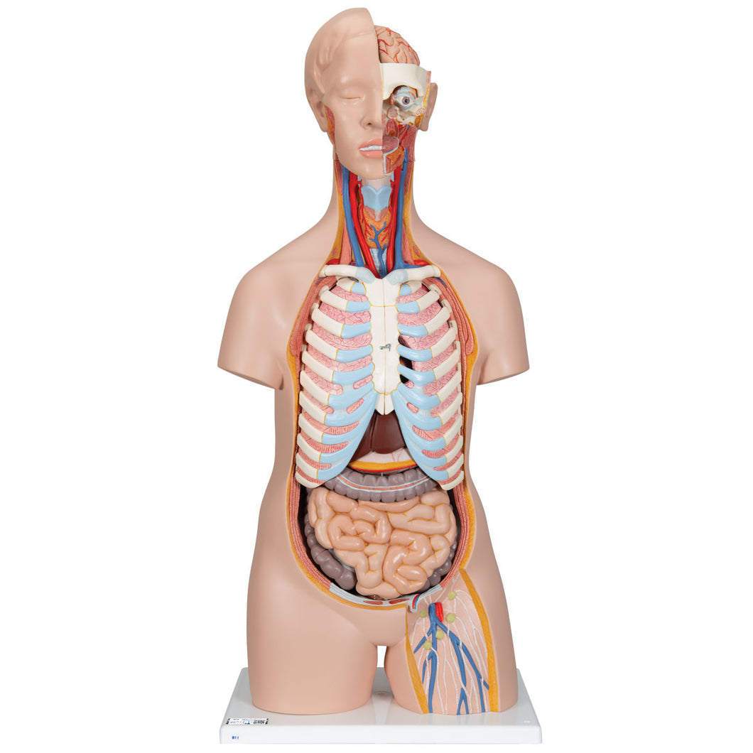 Model clasic de tors uman unisex, 16 părţi- 3B Smart Anatomy