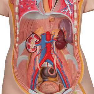 Model clasic de tors uman unisex, 16 părţi- 3B Smart Anatomy