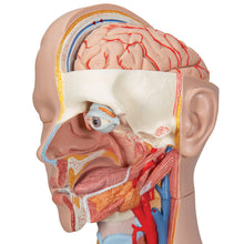 Load image into Gallery viewer, Model clasic de tors uman unisex, 16 părţi- 3B Smart Anatomy