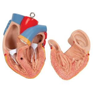 Model clasic de tors uman unisex, 16 părţi- 3B Smart Anatomy