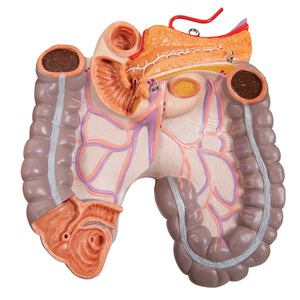 Model clasic de tors uman unisex, 16 părţi- 3B Smart Anatomy