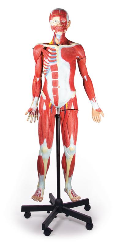 Siluetă musculară, 2/3 mărime naturală, 32 de părţi