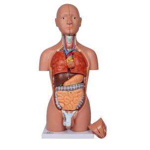 Trunchi în miniatură, 16 părţi, două sexe