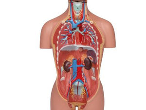 Trunchi în miniatură, 16 părţi, două sexe
