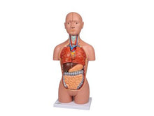 Load image into Gallery viewer, Trunchi în miniatură, 16 părţi, două sexe