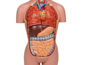 Trunchi în miniatură, 16 părţi, două sexe