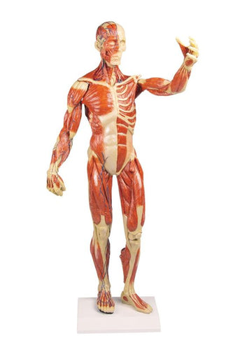 Siluetă musculară, 1/3 mărime naturală