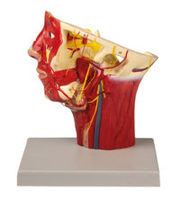 Load image into Gallery viewer, Arterele capului