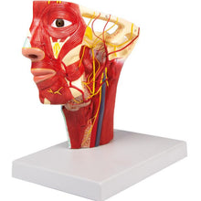 Load image into Gallery viewer, Arterele capului