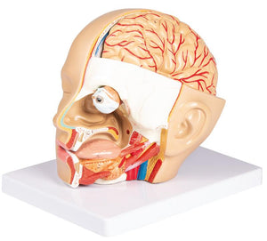 Model de cap, 4 părţi - EZ Augmented Anatomy