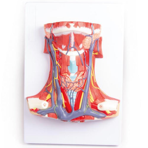 Anatomia gâtului