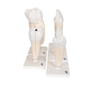 Set de modele dinţi umani „Seria Clasică”, 5 Modele - 3B Smart Anatomy