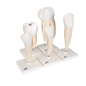 Set de modele dinţi umani „Seria Clasică”, 5 Modele - 3B Smart Anatomy